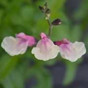 Salvia Cuello Cream Pink